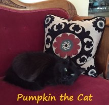 pumpkincat